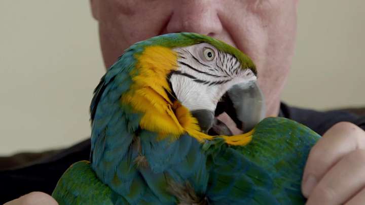Greg & the Parrots - Noah & Riley