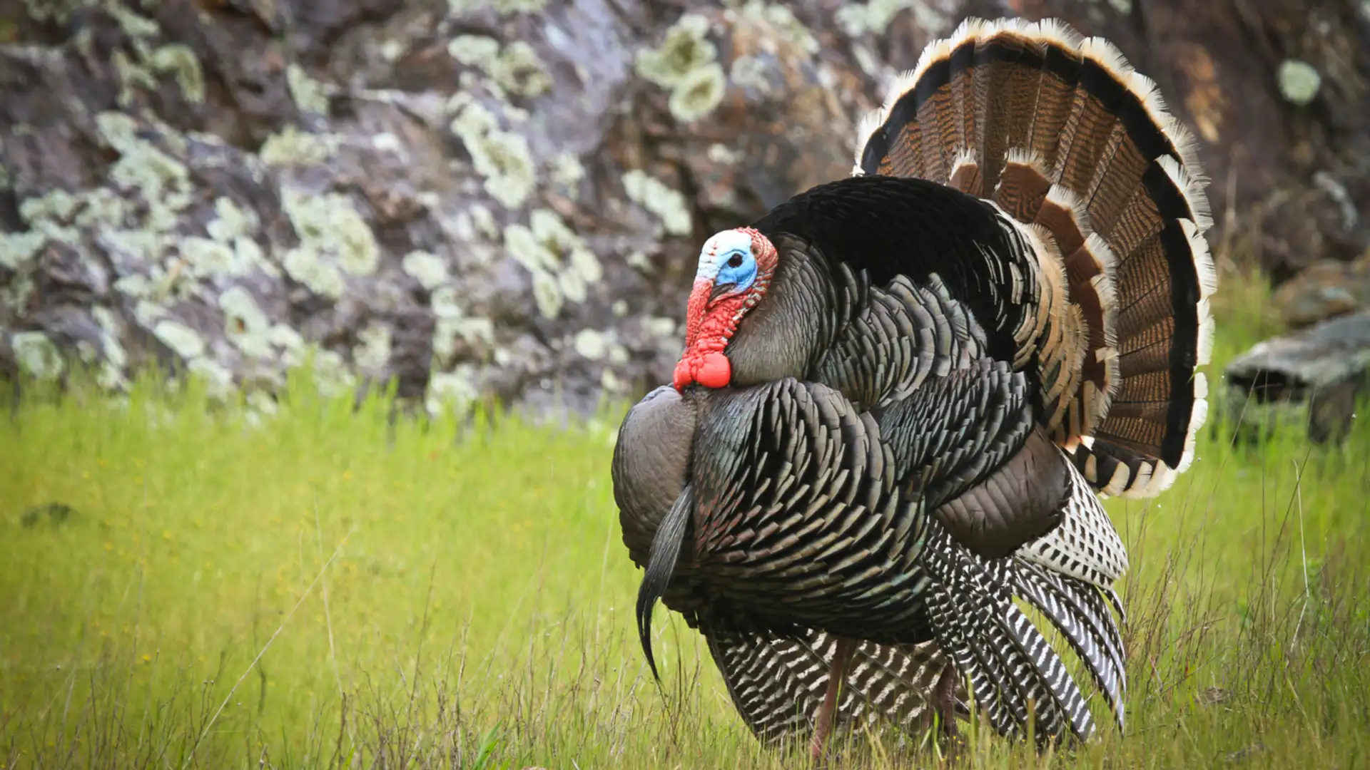 Thanksgiving Turkeys