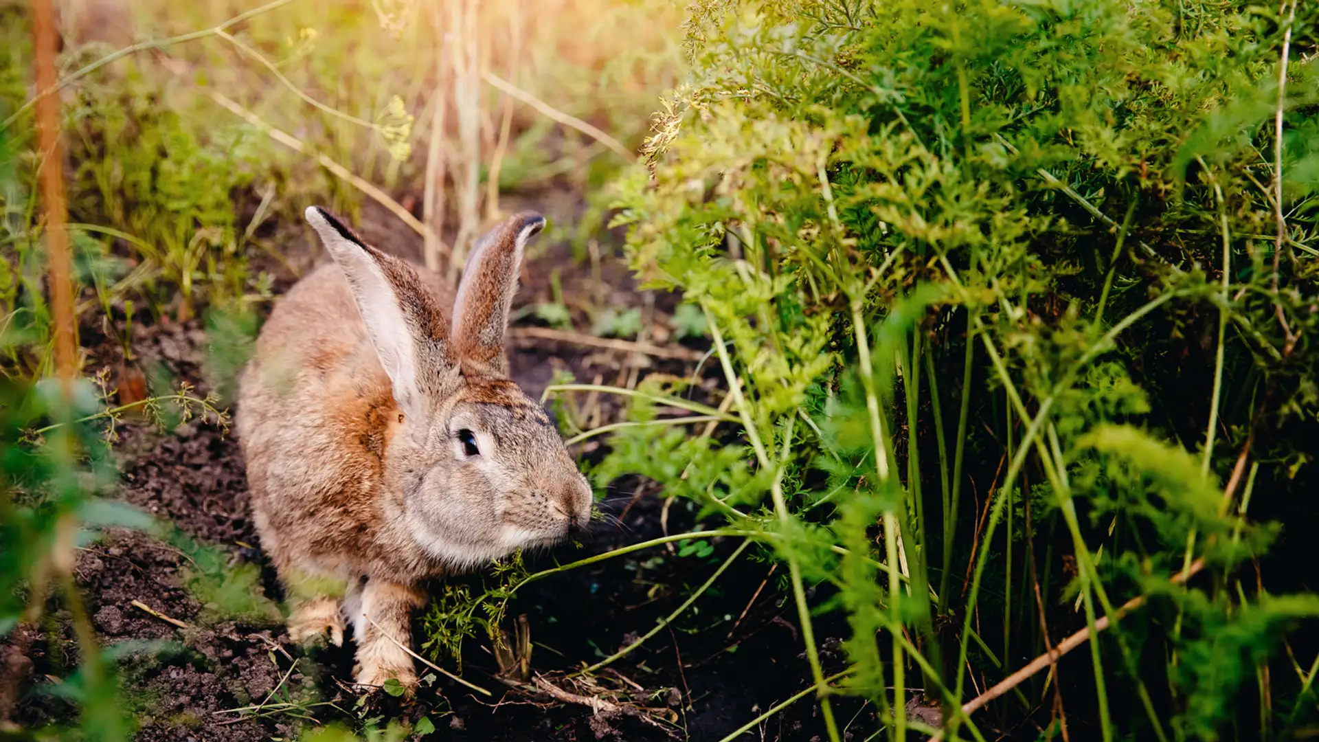 John the Rabbit/Wolf's Garden