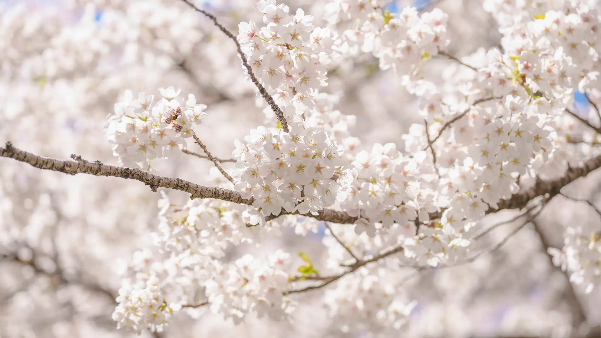 WRAPPING UP THE "SECOND HALF" COURSE, AND PREVIEWING APRIL