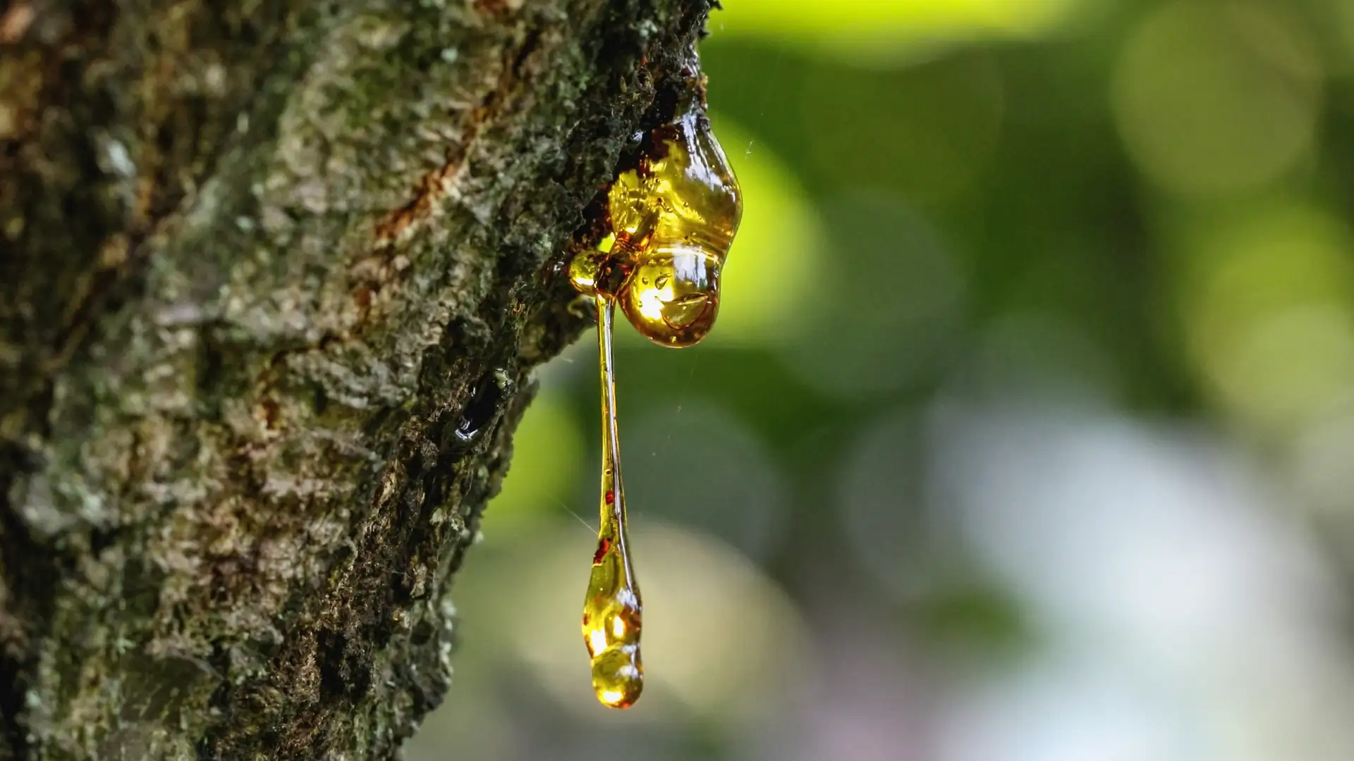 Worship Together - December 12