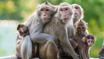 Growing Human Organs in a Monkey Raises Lots of Ethical Questions