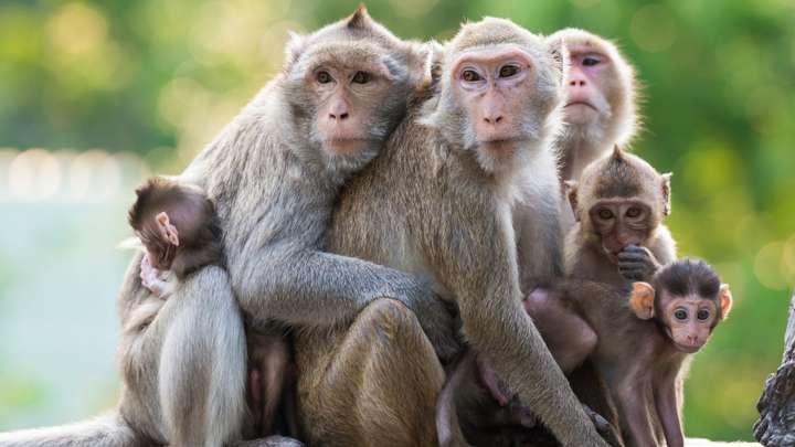 Growing Human Organs in a Monkey Raises Lots of Ethical Questions