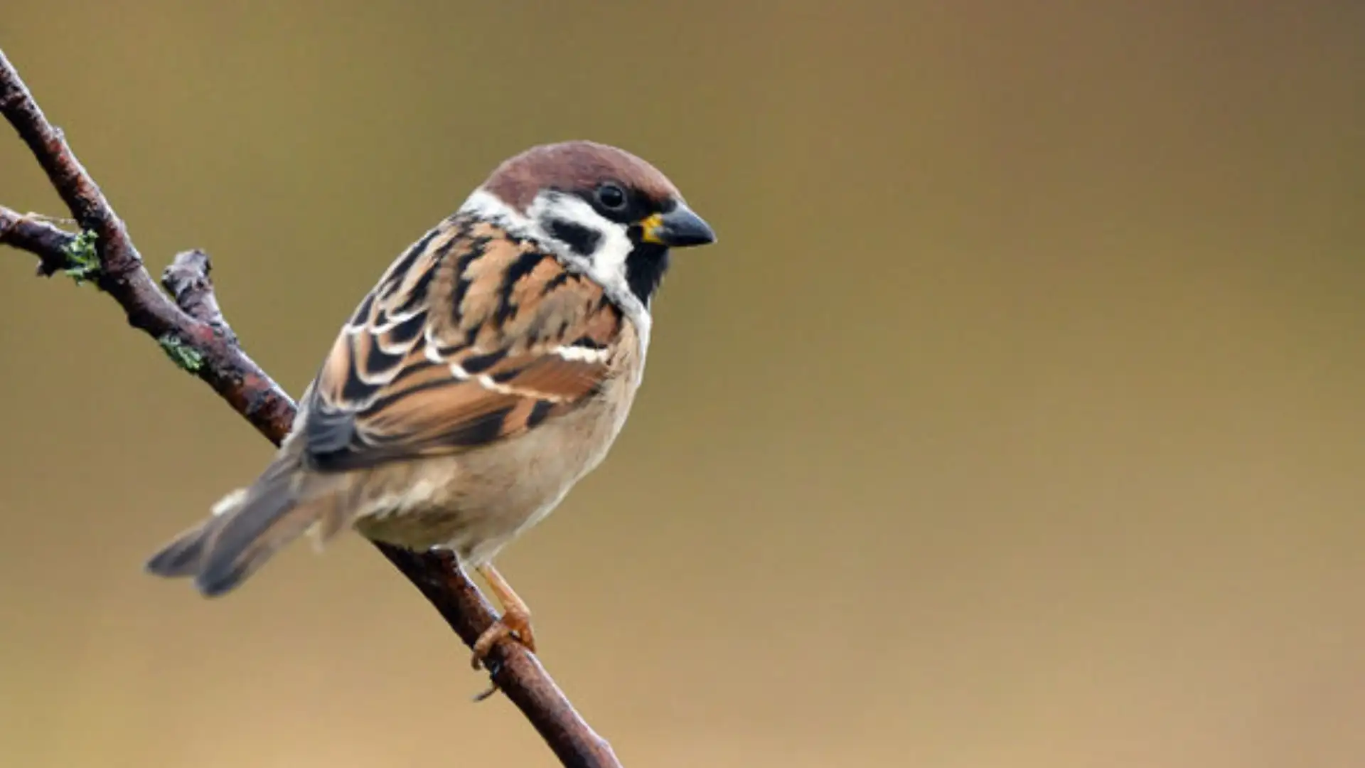 His Eye Is On The Sparrow