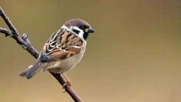 His Eye Is On The Sparrow