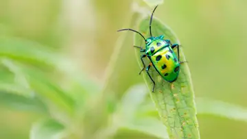 Bug Appreciation