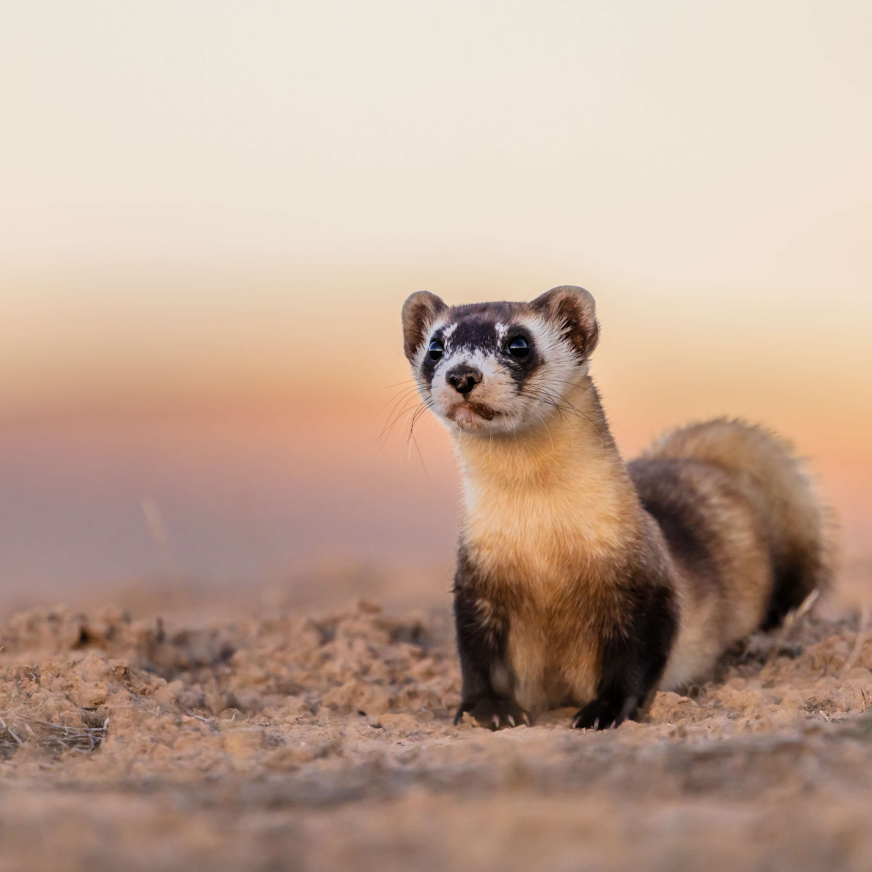 Returning Ferrets to the Wild After Near Extinction