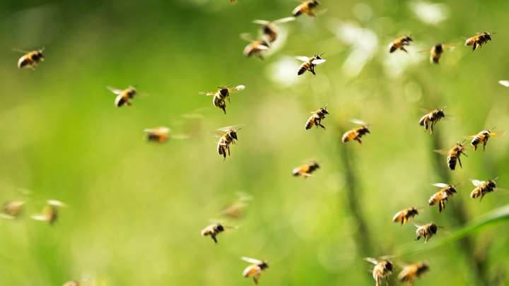 The Clone Army of Bees