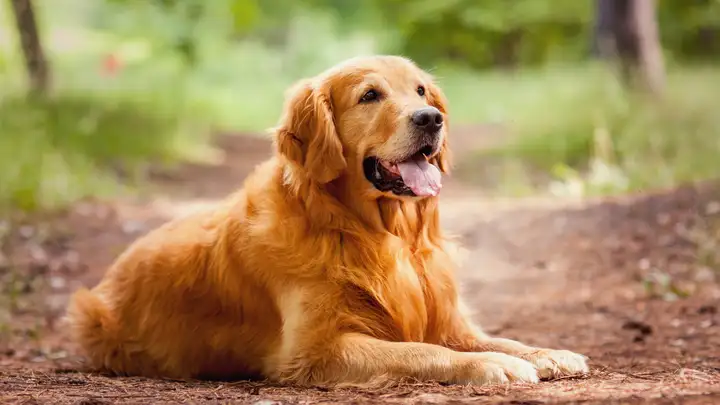 The Dog Mayor of Idyllwild