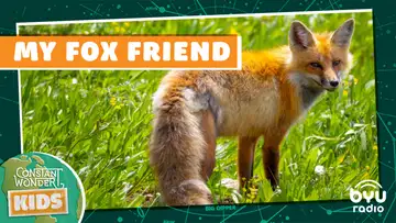 My Fox Friend