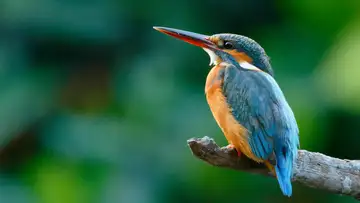 Bird Forensics