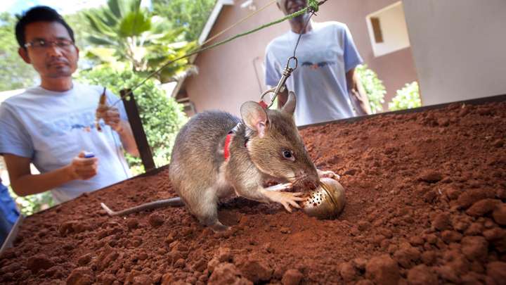 Mine-Detecting HeroRATs to the Rescue