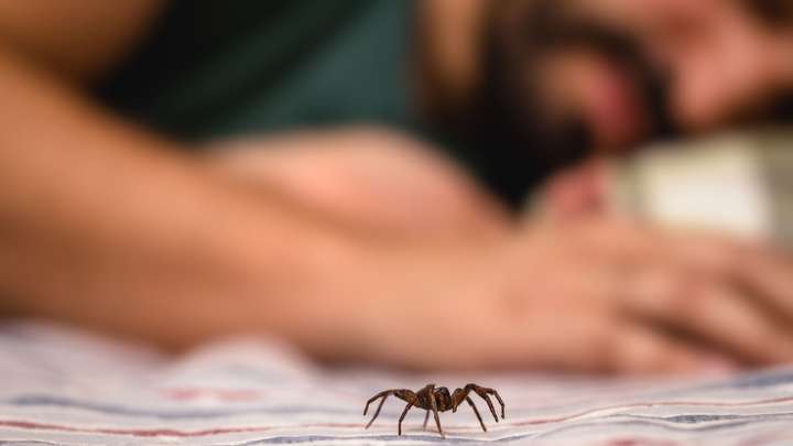 An App to Help You Overcome Arachnophobia