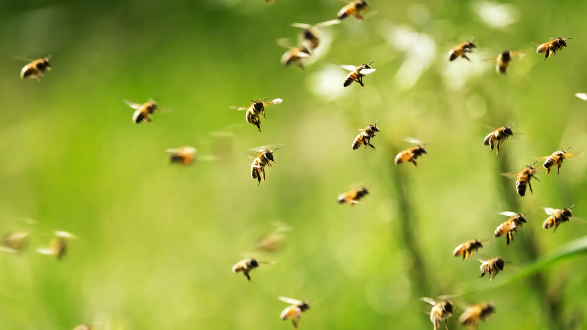 For the Love of Bees