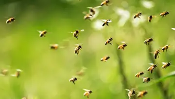 How the Honey Bee Shaped a Nation