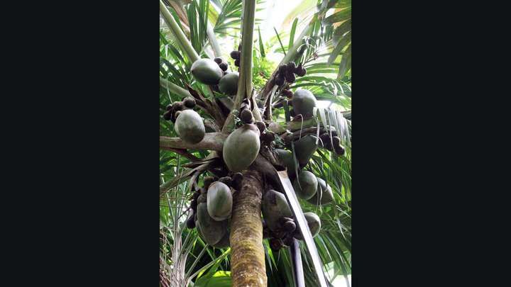 Conservationists’ Efforts to Preserve the Coco de Mer Palm Tree