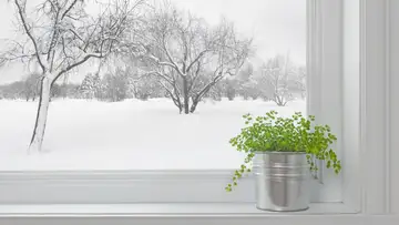 Winter Plants