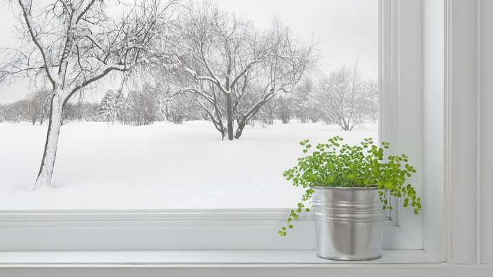 Winter Plants
