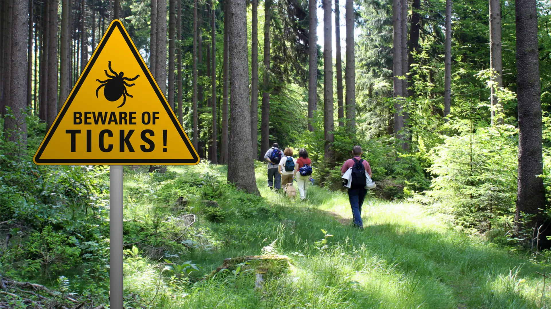 Lyme Disease Awareness