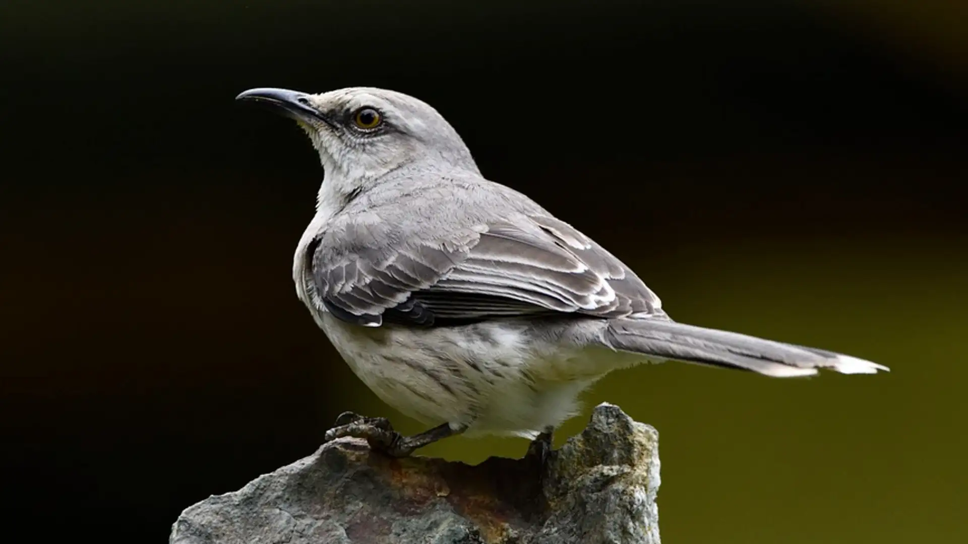 S2 E11: Mockingbirds