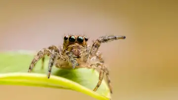 David Bowie's Spider