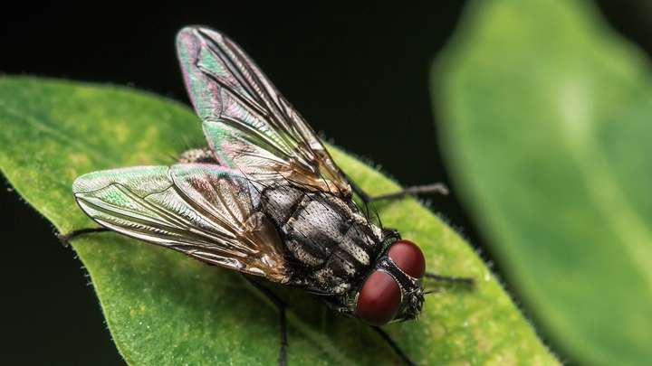 Flies—How Bad Can They Be?