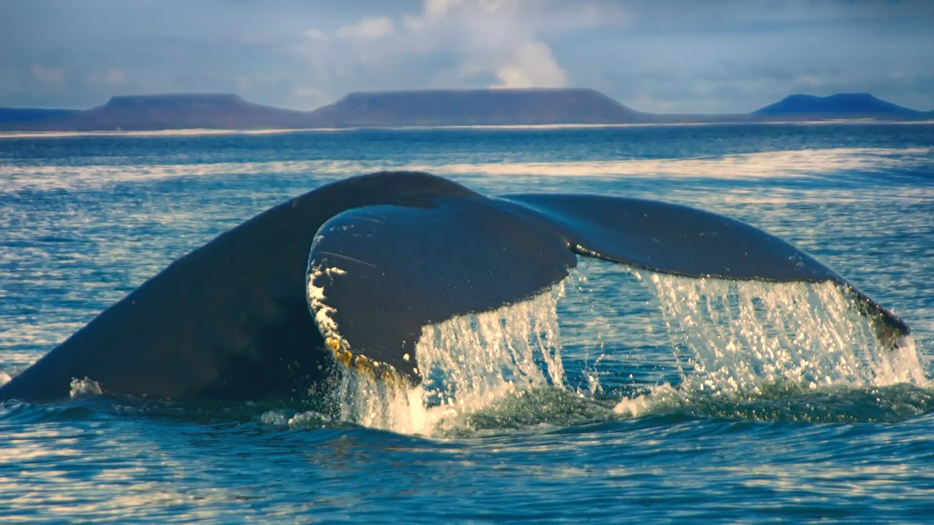 Spying on Whales
