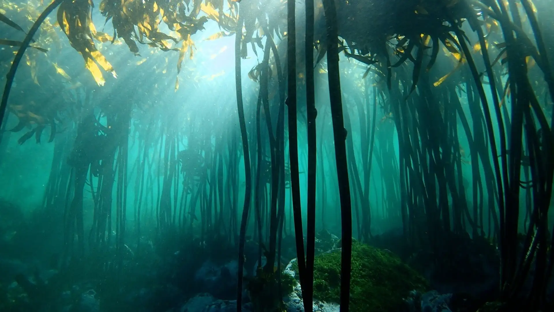 S2 E2: Sea Connections Everywhere, with Craig Foster, Sy Montgomery, Helen Scales, and Luke Harris