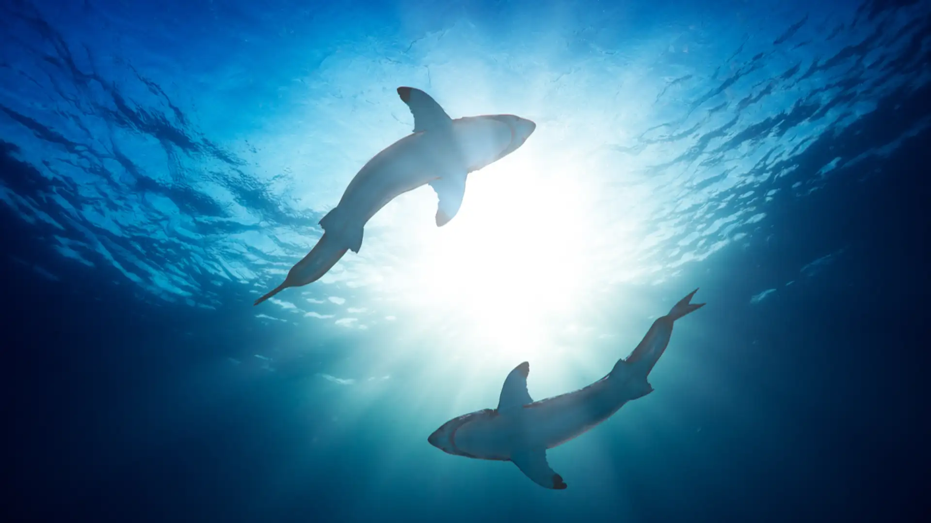 Shark Barriers and Commandments