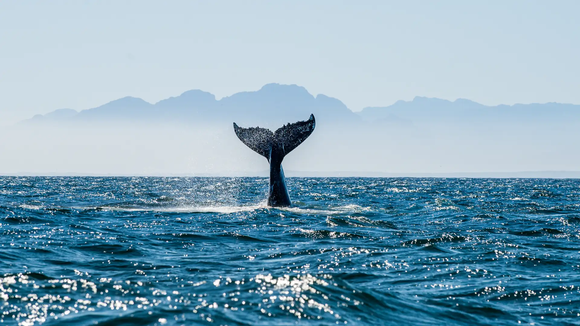 How to Say “Hello” in Humpback Whale