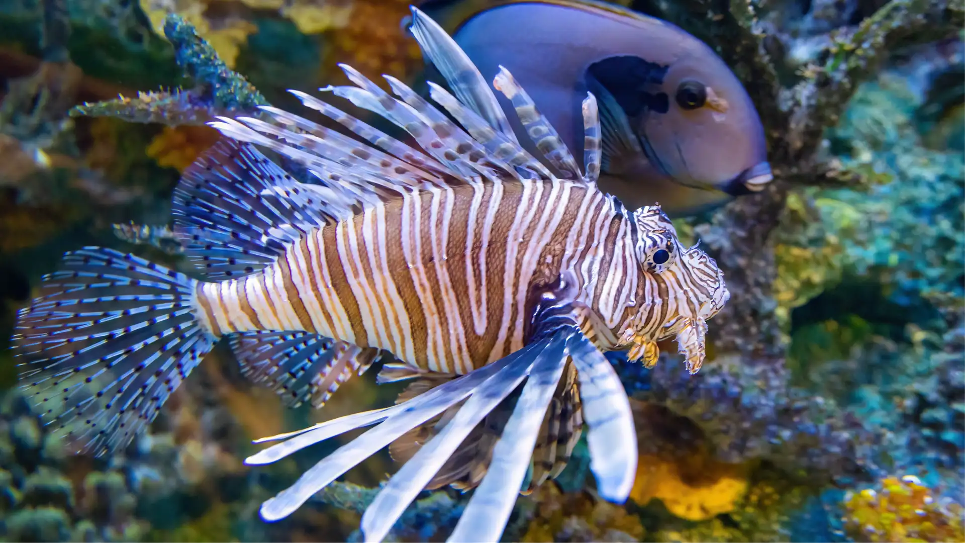 BONUS: Eat the Invaders