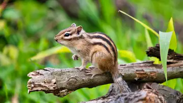 BITE: "Bear and Chipmunk" by Dovie Thomason