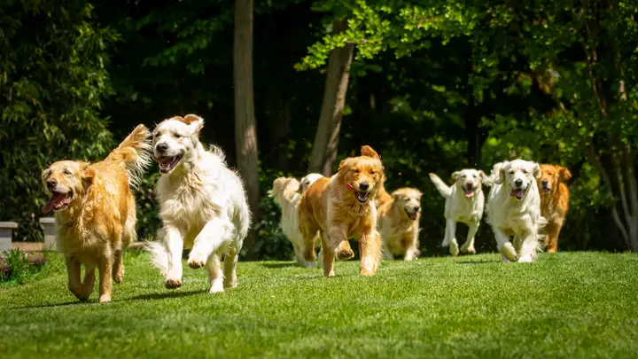 BITE: "Bow Wow Wow" by Bill Harley
