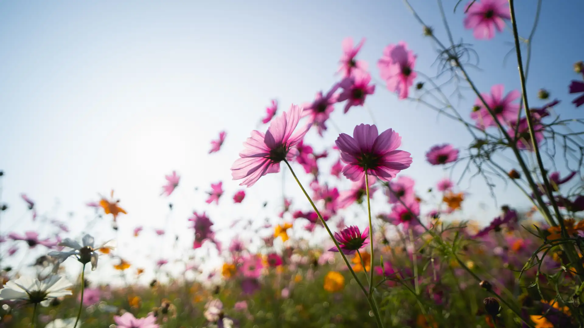 EXTRA: "The Insecure Flower" by Bob Reiser