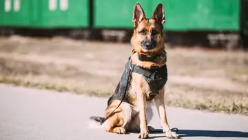 K9s for Warriors