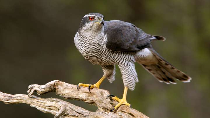 Goshawk Summer