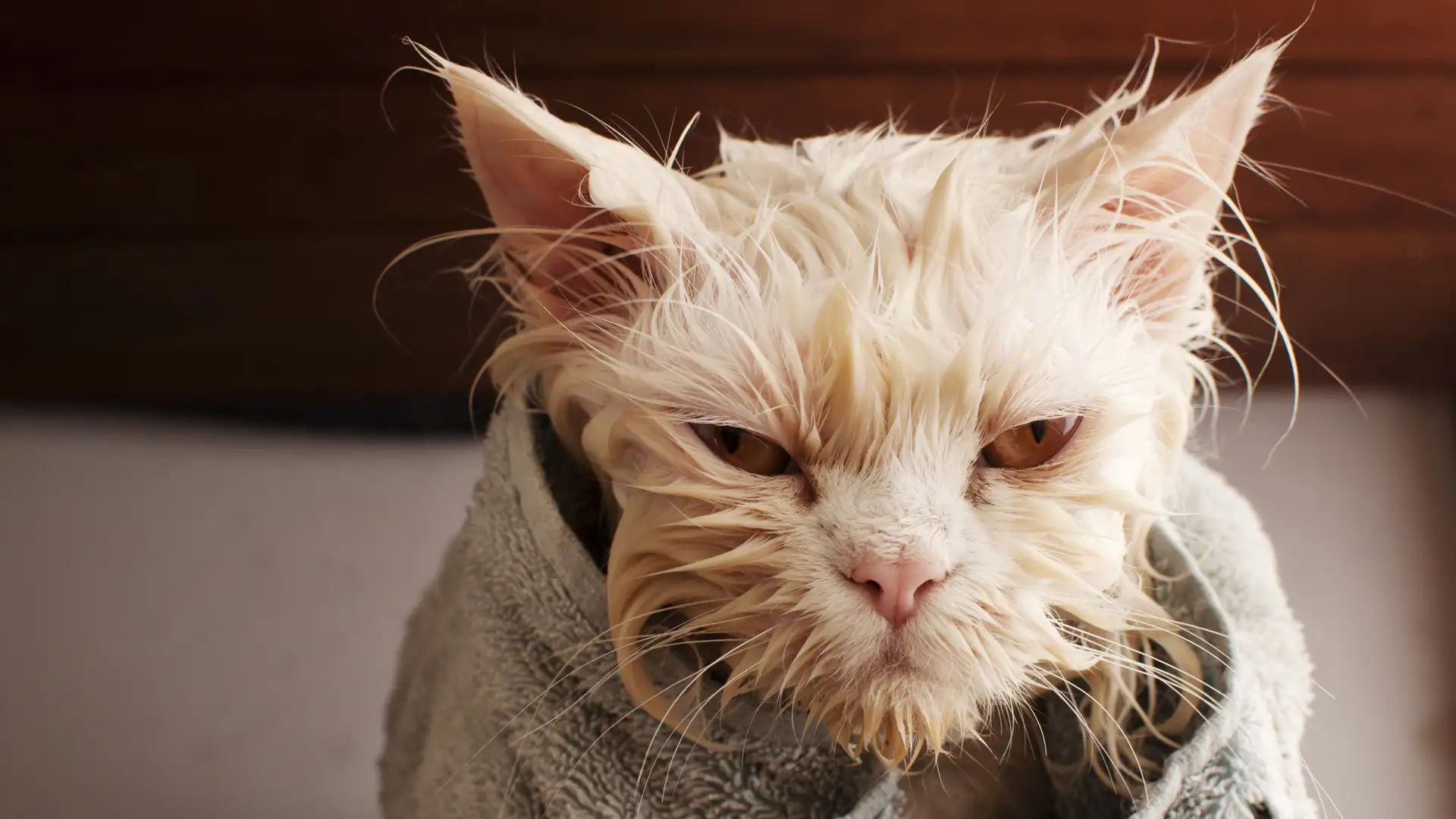 How to Save the World's Ugly Animals