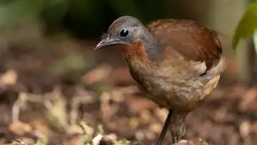 Edith's Lyrebird