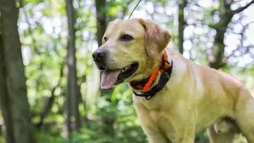 Sniffing Out Invaders