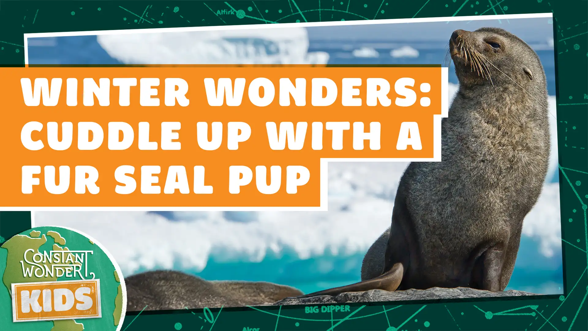 Winter Wonders: Cuddle Up with A Fur Seal Pup